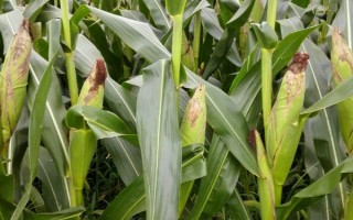 必勝3號玉米品種的特性，每畝種植4000株左右