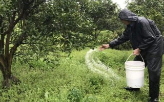 櫻桃開花不結(jié)果如何處理，采取的措施取決于發(fā)生原因
