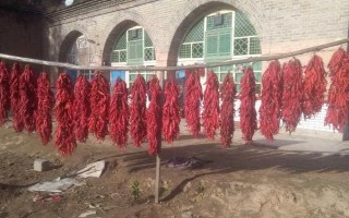 辣椒的冷藏溫度是多少，以9-13℃為宜
