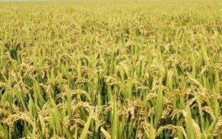 臻香優(yōu)野珍水稻種子特征特性，全生育期125.9天
