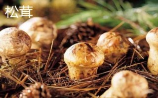 姬松茸收獲時(shí)間，春秋季節(jié)為適宜收獲期