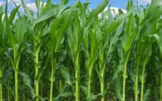 登海1996玉米種簡介，畝種植密度4500株