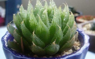 讓水晶掌的葉片變得透明光亮的方法，平時要提供充足的水分