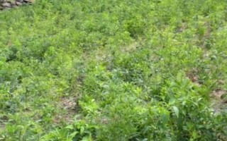 白術(shù)的管理方法，幼苗出土后要及時除草翻耕