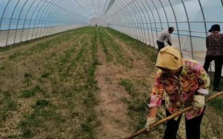 棚室更茬換季要注意什么，為圖省事將殘株雜草翻入地中容易引發(fā)病蟲害