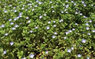 哪里可以購買婆婆納種子，花卉市場一般都有銷售