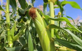 慶單3號(hào)玉米種子特征特性