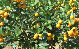 金桔的栽培種植技術(shù)，栽種金桔需要肥沃松軟的土壤