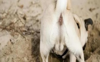 狗狗肛門腺炎的癥狀，早期患犬表現(xiàn)出不斷舔舐肛門
