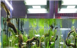 魚缸氧氣太多好不好，根據(jù)魚兒的飼養(yǎng)密度決定