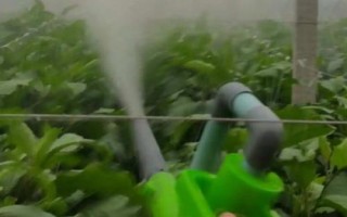 大棚蔬菜噴粉的注意事項，謹記以下4點