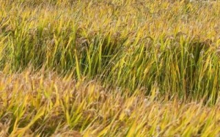 金珍優(yōu)亞美絲水稻品種簡介，全生育期108.6天