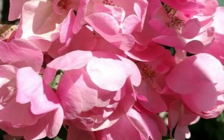 薔薇打蔫卷葉子的原因，可能是澆水不當(dāng)或光照不足所致