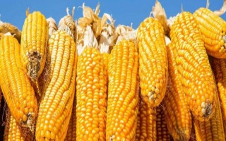 巨豐888玉米品種簡介，4月中旬至5月中旬播種