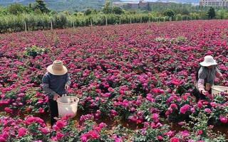 土壤酸化怎么改良，使用有機肥可調(diào)節(jié)酸堿值