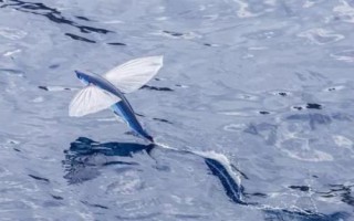翱翔飛魚好不好養(yǎng)，飼養(yǎng)難度大并不適合新手嘗試