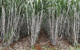 甘蔗的種植時(shí)間，注意每個(gè)階段的養(yǎng)護(hù)