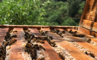 蜜蜂如何養(yǎng)殖，了解蜜蜂的生活習(xí)性是前提
