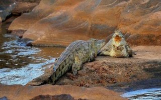 鱷魚是什么動物，是一種脊椎類爬行肉食動物