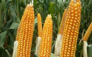 樂農(nóng)108玉米品種的特性，4月20日－5月15日播種