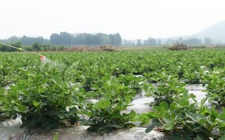 花生下針多用什么藥物，烯效唑、縮節(jié)胺、蕓苔素內(nèi)酯是適宜選擇