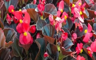 四季常開的花有哪些，常見的有四季海棠、非洲紫羅蘭、扶?；ǖ? /></p><h2>一、四季常開的花有哪些</h2><p>1、四季海棠</p><p>四季海棠花色有橙紅、桃紅、粉紅、白色等，花期特長，幾乎全年能開花，但以秋末、冬、春較盛。</p><p style=