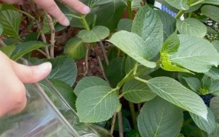 無盡夏花期能施肥嗎，無盡夏花期不可施肥
