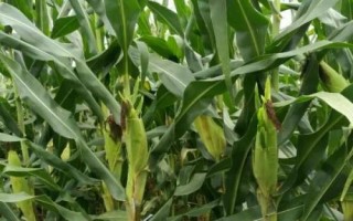 M3509玉米種子特征特性，出苗至成熟116天左右