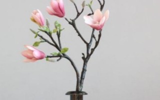 玉蘭花的水培方法，水培前需先進(jìn)行脫盆處理