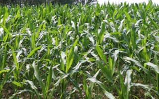 玉農(nóng)花彩糯7號玉米種子特征特性，該品種株高174.2厘米