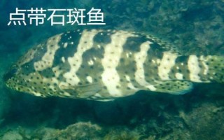 石斑魚(yú)的種類(lèi)，種類(lèi)繁多分布在不同地區(qū)