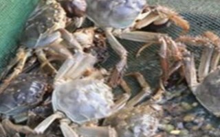 螃蟹如何在家中養(yǎng)殖，飼養(yǎng)期間要定期檢查和更換水質(zhì)