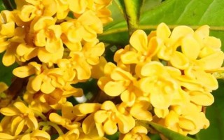 桂花多少度會(huì)開(kāi)花，開(kāi)花的溫度范圍為15-28℃之間