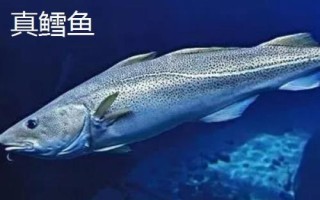 深海銀鱈魚的價格，通常85-100元一斤