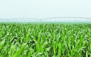 大德216玉米種子簡介，適宜播期4月下旬至5月上旬