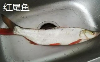 黃尾魚和紅尾魚有什么區(qū)別，黃尾魚的尾鰭呈黃色、紅尾魚的尾鰭呈鮮紅色