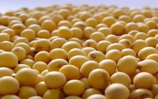 受歡迎的大豆品種有哪些，常見的有中黃35、中黃301等