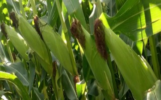 申科甜1號玉米種子簡介，注意防治地老虎和玉米螟