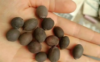 碗蓮荷花種子的種植方法，種子通常需要人工開口