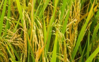 楚粳40號(hào)水稻品種簡(jiǎn)介