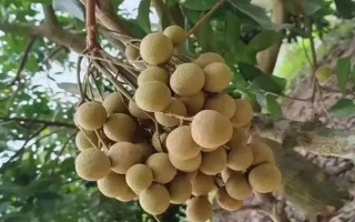 龍眼的主產(chǎn)地，主產(chǎn)于臺(tái)灣、福建、廣西等省份