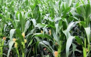黃錦185玉米種子特點，適宜播種期4月下旬至5月上旬