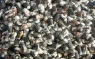 慈雜8號棉花品種的特性，轉(zhuǎn)基因品種