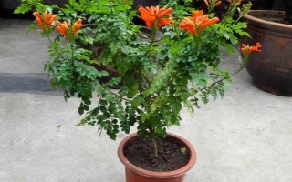 東北的凌霄花如何在室外越冬，需控制澆水量并做好防寒措施