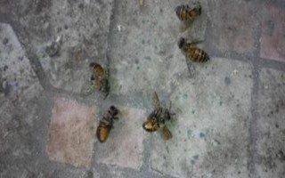 蜜蜂爬蜂病的種類和治療方法，包括蜜蜂螺原體病、蜜蜂孢子蟲病等類型