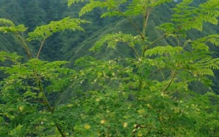 辣木的價格，價格會根據(jù)地區(qū)、行情而上下浮動