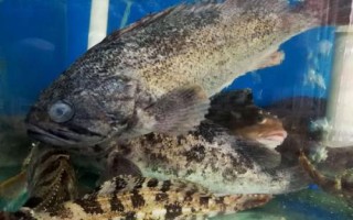 黑頭魚(yú)是不是海魚(yú)，分布于太平洋的西部海域
