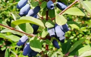 藍靛果可以放幾天，常溫條件下可以保存2-3天
