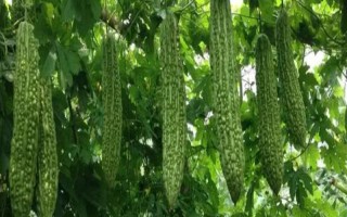 種植苦瓜的時(shí)間和方法，北方地區(qū)3-4月份可在棚內(nèi)育苗、長(zhǎng)江流域在3月份播種