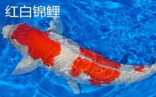 鯉魚和錦鯉有什么區(qū)別，鯉魚是食用魚、錦鯉是觀賞魚